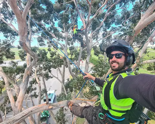 Arboriste grimpeur en déplacement dans le houppier pour une taille raisonnée - Pornic