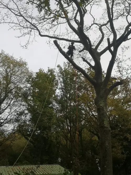 Technique de démontage d'arbre avec rétention de branches en zone contrainte - Arbocaria