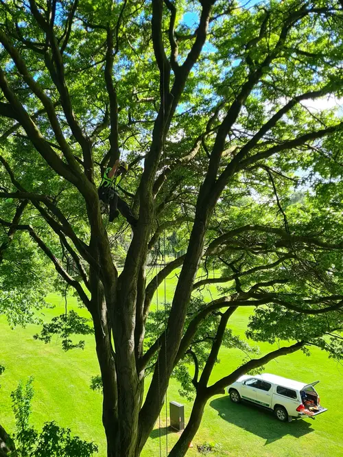 Élagage sanitaire et retrait de bois mort pour la santé de l'arbre - Intervention 44